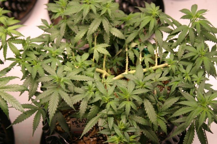 Luzid Mendo Crème Dream 🍦😺. Week 11