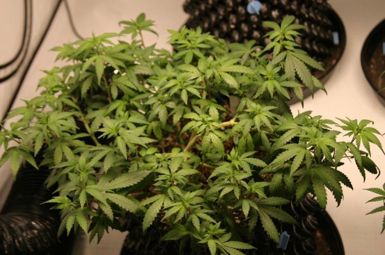 Luzid Mendo Crème Dream 🍦😺. Week 11