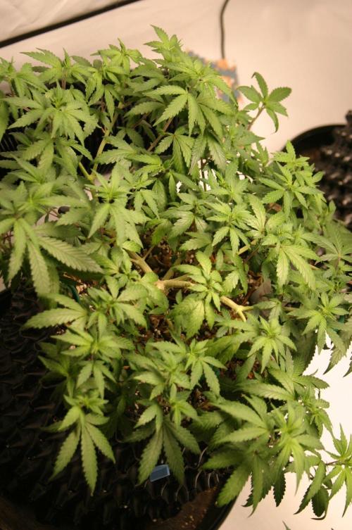 Luzid Mendo Crème Dream 🍦😺. Week 11