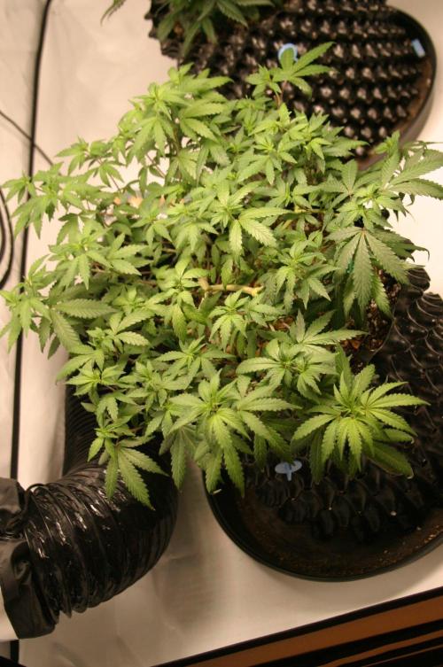 Luzid Mendo Crème Dream 🍦😺. Week 11
