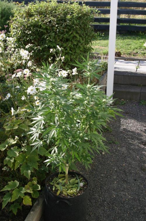 I know what you planted last summer. Week 14
