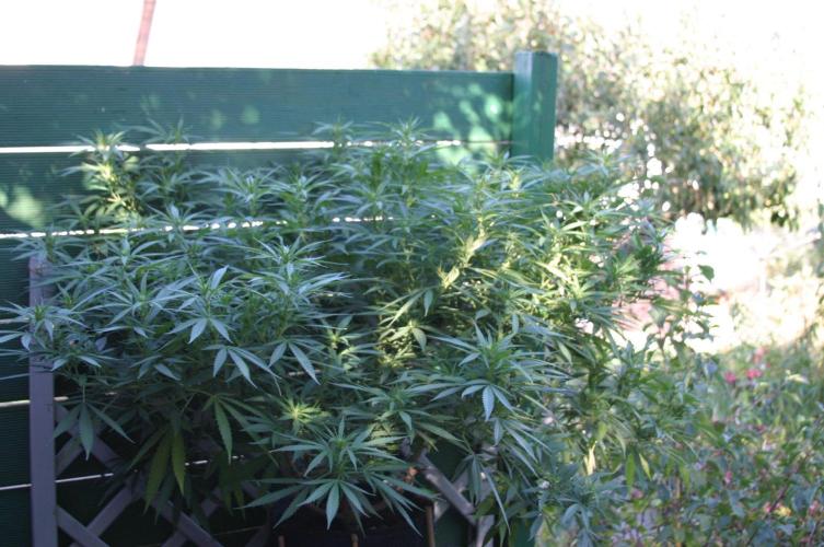 Strength and Medical Mass. Week 26