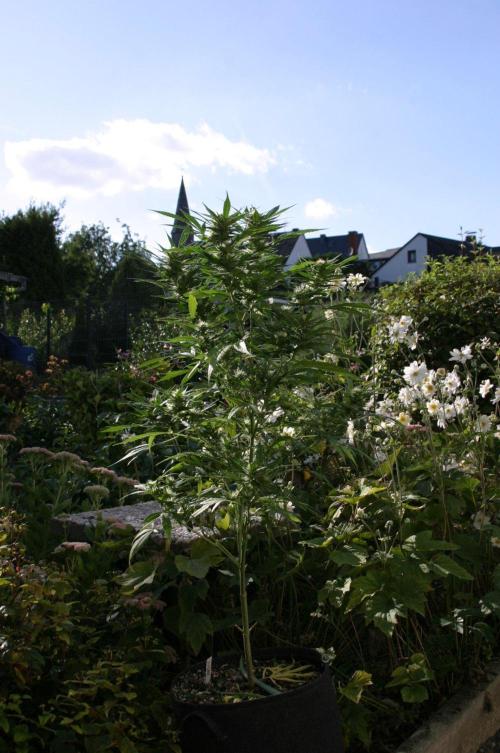 Green Thumbs at the Traphouse. Week 14