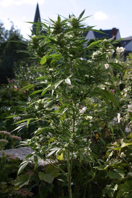 Green Thumbs at the Traphouse. Week 14