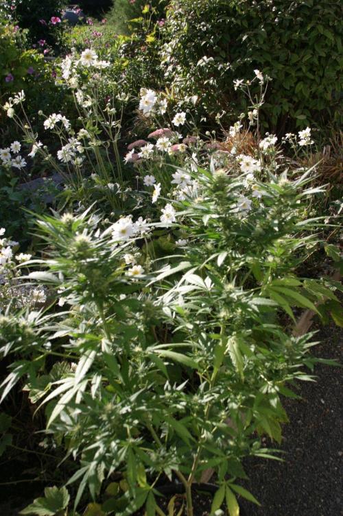 Green Thumbs at the Traphouse. Week 14