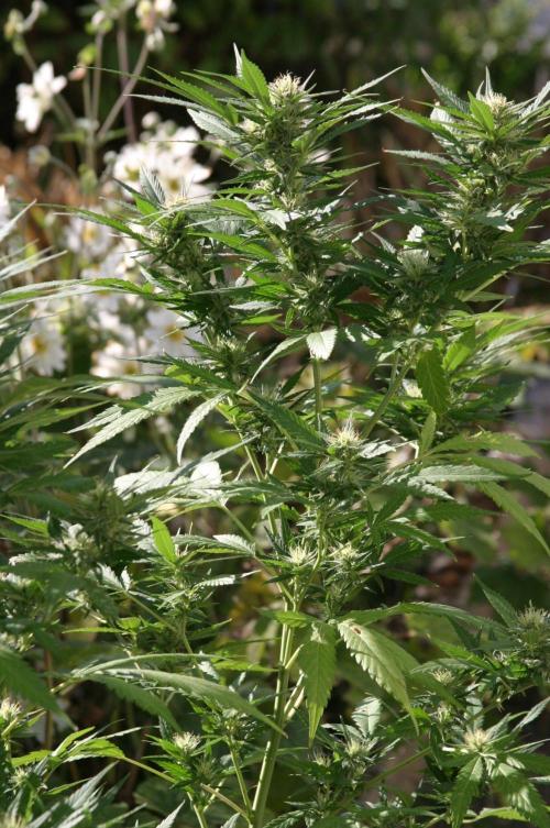 Green Thumbs at the Traphouse. Week 14
