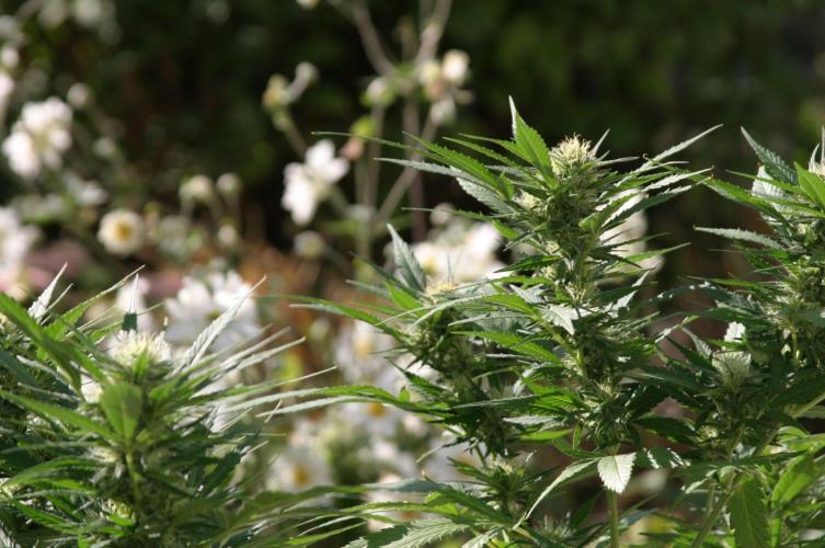Green Thumbs at the Traphouse. Week 14