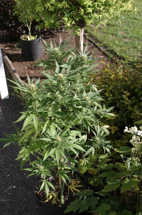Green Thumbs at the Traphouse. Week 14