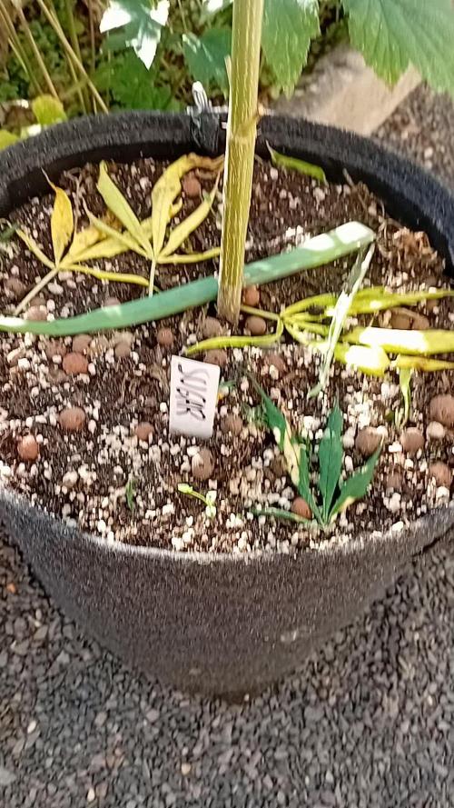 Green Thumbs at the Traphouse