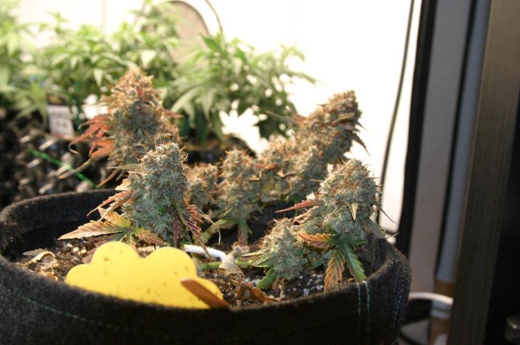 Wedding Cake Without a Bride ❤️‍?. Week 11