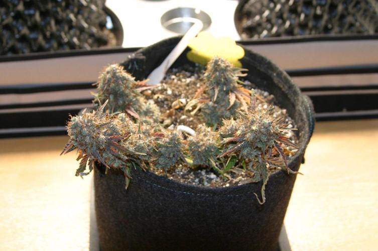 Wedding Cake Without a Bride ❤️‍?. Week 11