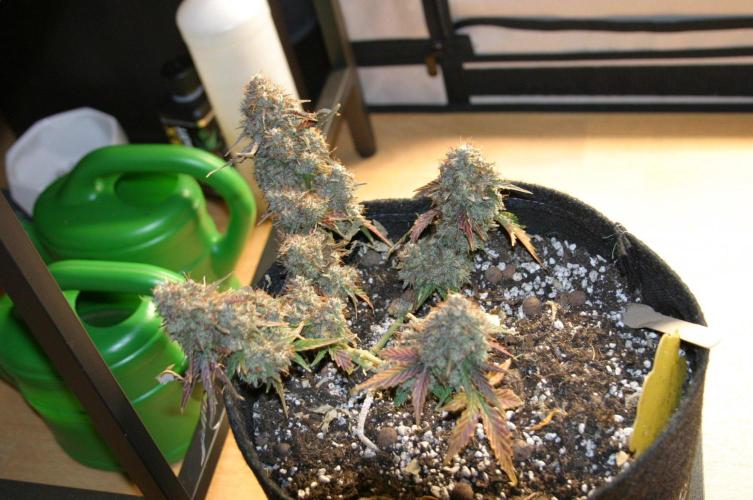 Wedding Cake Without a Bride ❤️‍?. Week 11