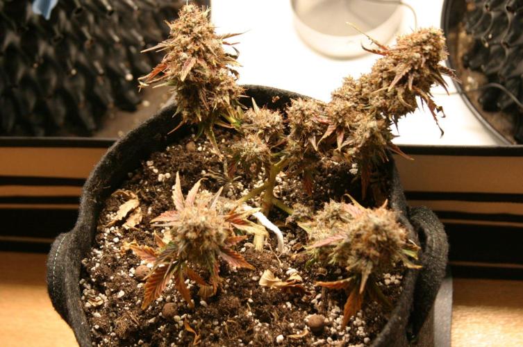 Wedding Cake Without a Bride ❤️‍?. Week 11