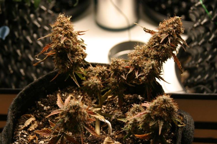 Wedding Cake Without a Bride ❤️‍?. Week 11