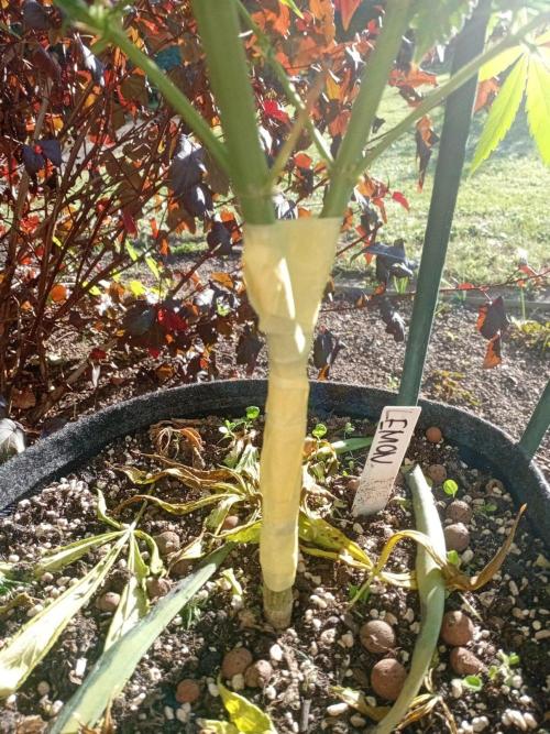 Photosynthesis on the Burnerphone. Week 14 - Broken Stem 😿