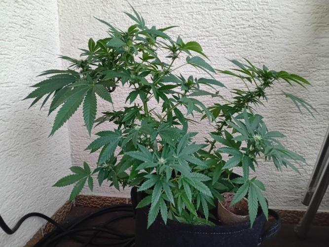 BubblegumXL op de Straaaaat. Week 11