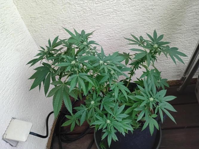 BubblegumXL op de Straaaaat. Week 11