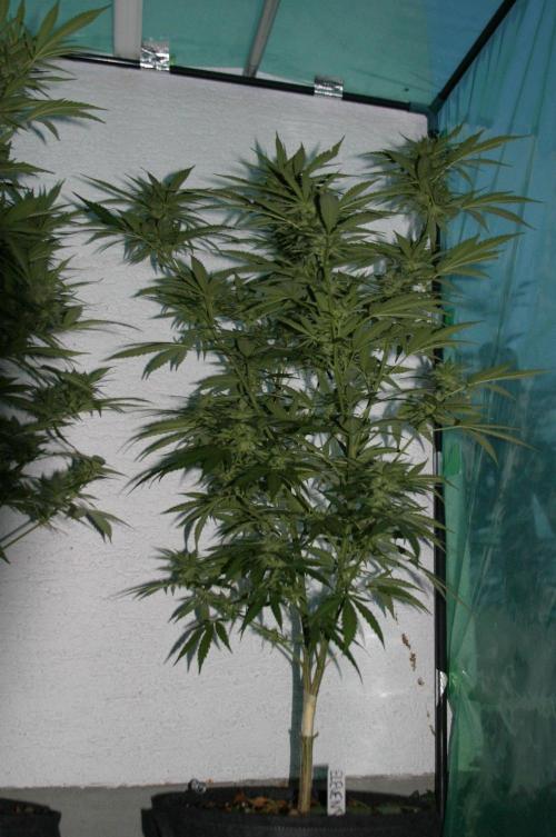 I know what you planted last summer. Week 15
