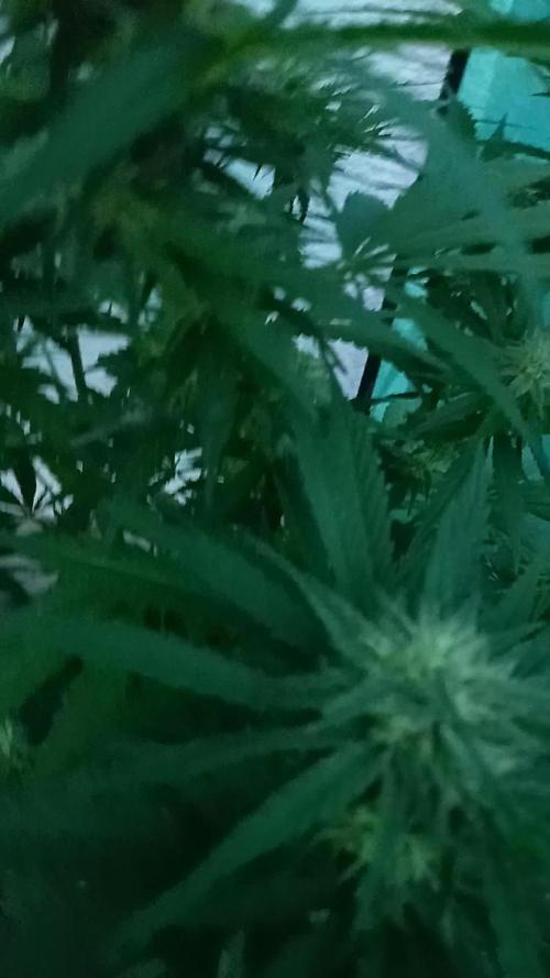 frux GROW ALL MIX PERLITE. Week 15
