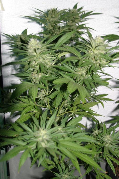 Green Thumbs at the Traphouse. Week 15