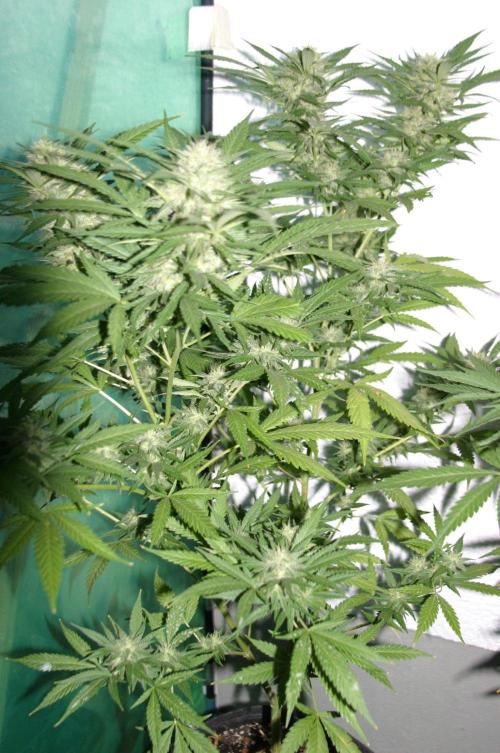 Green Thumbs at the Traphouse. Week 15