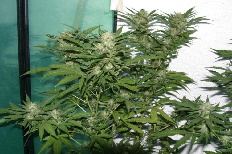 Green Thumbs at the Traphouse. Week 15