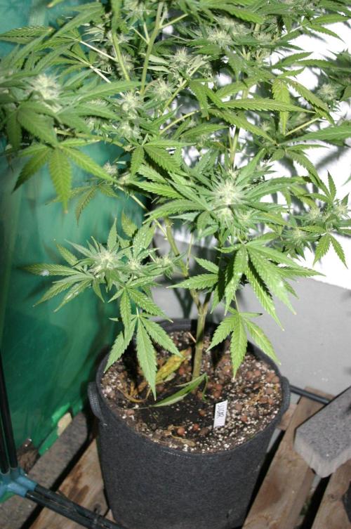 Green Thumbs at the Traphouse. Week 15