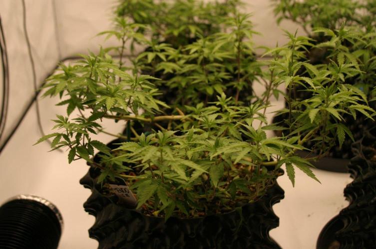 Luzid Mendo Crème Dream 🍦😺. Week 13