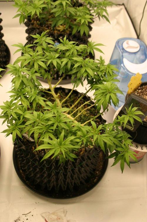 Luzid Mendo Crème Dream 🍦😺. Week 13