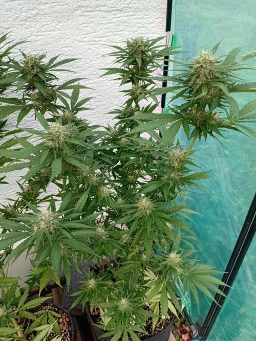 I know what you planted last summer. Week 15