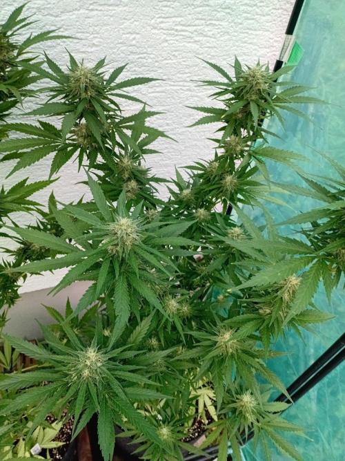 I know what you planted last summer. Week 15