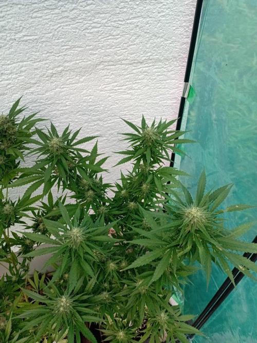 I know what you planted last summer. Week 15