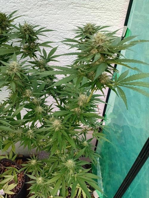 I know what you planted last summer. Week 15
