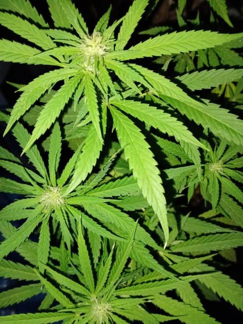 Strength and Medical Mass. Week 28