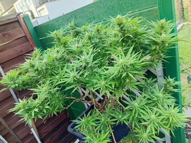 Strength and Medical Mass. Week 28