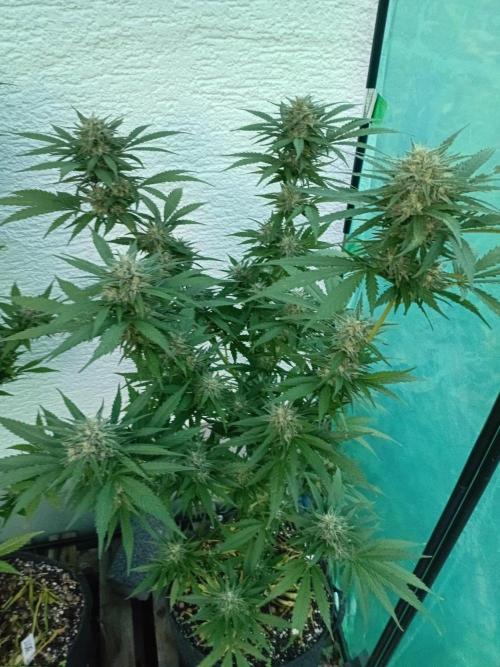 I know what you planted last summer. Week 16