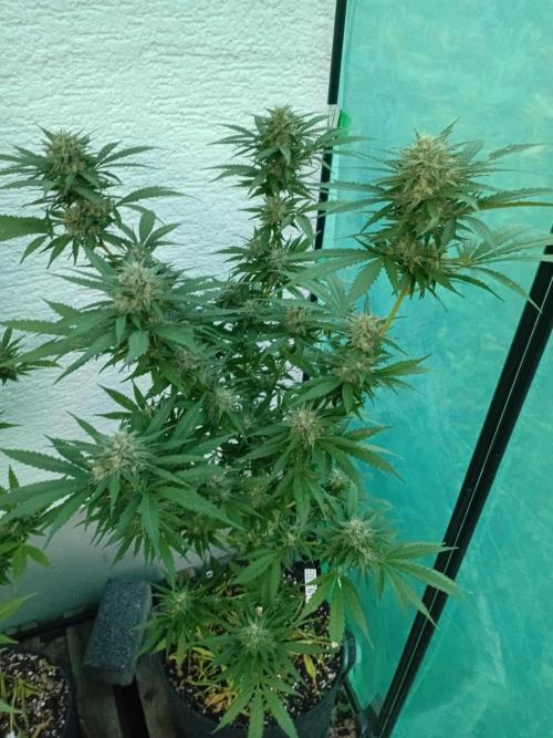 I know what you planted last summer. Week 16