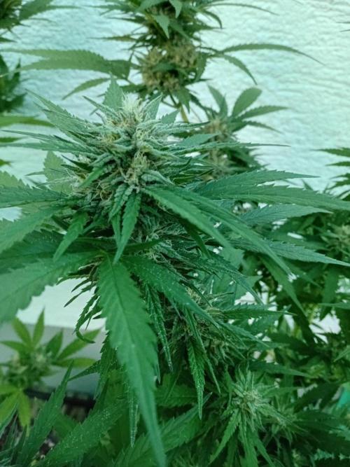 I know what you planted last summer. Week 16