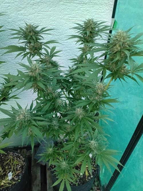 I know what you planted last summer. Week 16