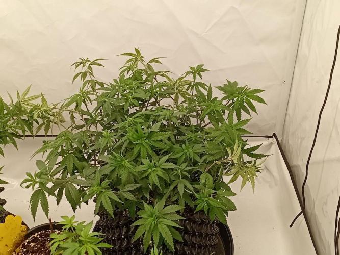Ayyy Caramba, Mr. Bumblebee! 😹🐝. Week 14