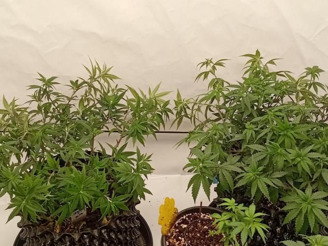 Ambient Q120+. Week 14
