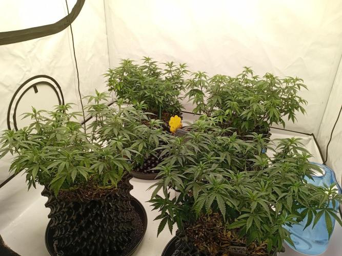 Luzid Mendo Crème Dream 🍦😺. Week 14