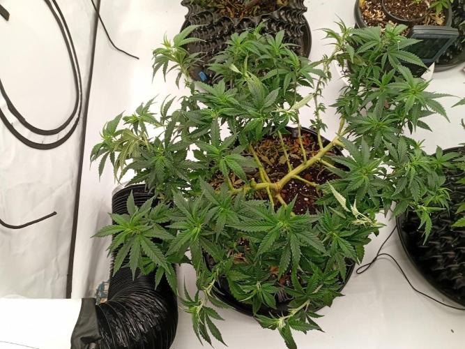 Luzid Mendo Crème Dream 🍦😺. Week 14