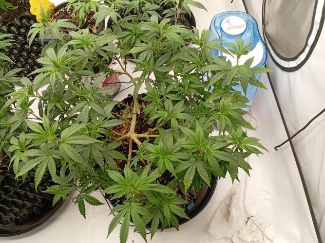 Luzid Mendo Crème Dream 🍦😺. Week 14