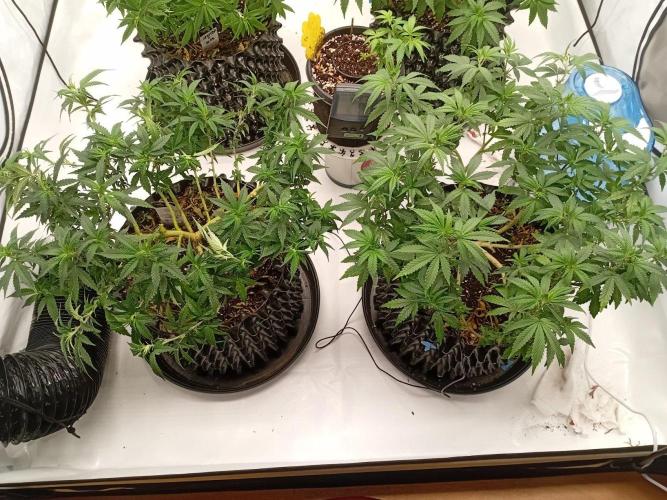 Luzid Mendo Crème Dream 🍦😺. Week 14
