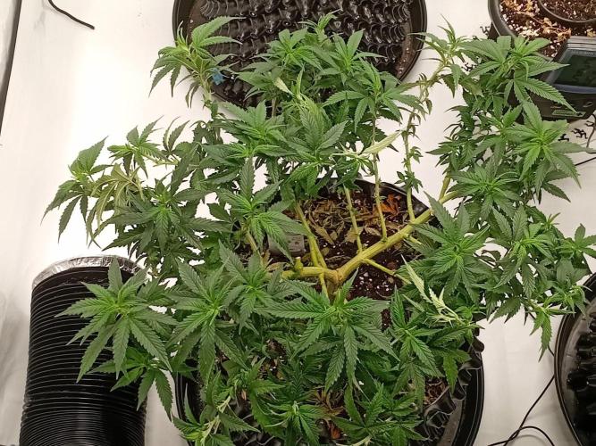 Luzid Mendo Crème Dream 🍦😺. Week 14