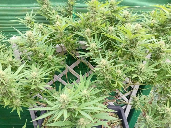 Strength and Medical Mass. Week 30
