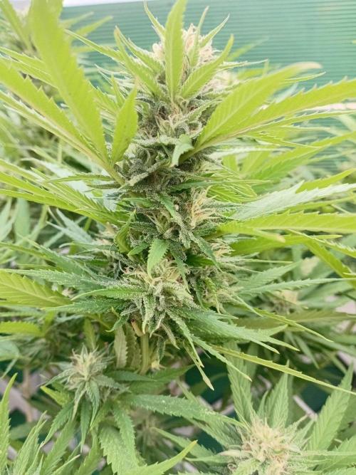 Strength and Medical Mass. Week 30