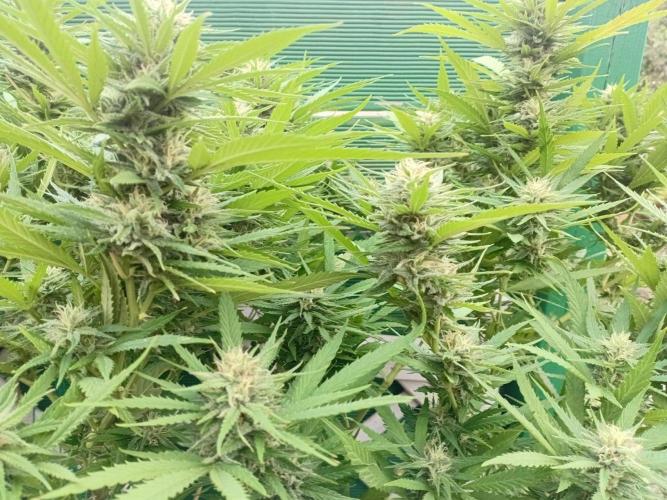 Strength and Medical Mass. Week 30