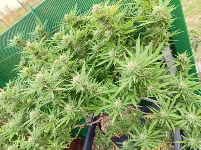 Strength and Medical Mass. Week 30